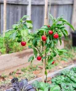 100 Red Sweet Cherry Pepper Seeds - Capsicum Annuum Vegetable Seeds for Planting - Image 3
