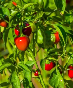 100 Red Sweet Cherry Pepper Seeds - Capsicum Annuum Vegetable Seeds for Planting - Image 4