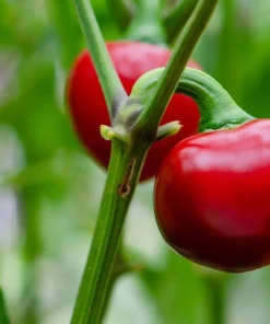 100 Red Sweet Cherry Pepper Seeds - Capsicum Annuum Vegetable Seeds for Planting - Image 5