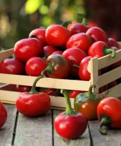100 Red Sweet Cherry Pepper Seeds - Capsicum Annuum Vegetable Seeds for Planting - Image 7