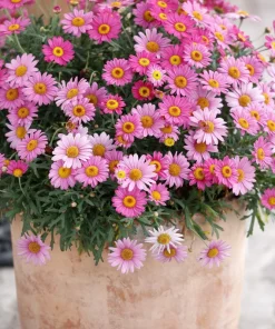 100 Robinsons Painted Daisy Chrysanthemum Seeds - Mixed Colors - Image 10