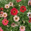 100 Robinsons Painted Daisy Chrysanthemum Seeds - Mixed Colors - Image 1