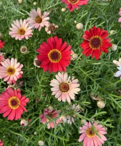 100 Robinsons Painted Daisy Chrysanthemum Seeds - Mixed Colors - Image 1