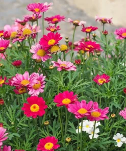 100 Robinsons Painted Daisy Chrysanthemum Seeds - Mixed Colors - Image 2