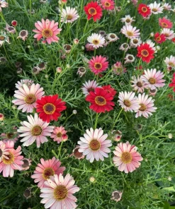 100 Robinsons Painted Daisy Chrysanthemum Seeds - Mixed Colors - Image 3