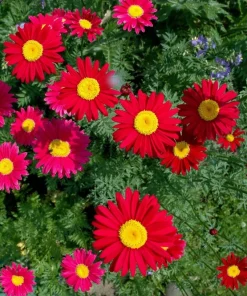 100 Robinsons Painted Daisy Chrysanthemum Seeds - Mixed Colors - Image 4