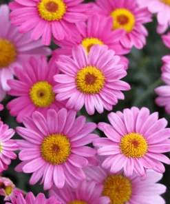 100 Robinsons Painted Daisy Chrysanthemum Seeds - Mixed Colors - Image 5