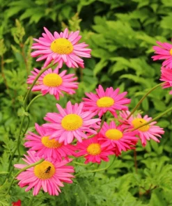 100 Robinsons Painted Daisy Chrysanthemum Seeds - Mixed Colors - Image 6