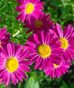 100 Robinsons Painted Daisy Chrysanthemum Seeds - Mixed Colors - Image 7