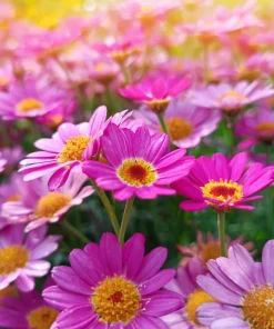 100 Robinsons Painted Daisy Chrysanthemum Seeds - Mixed Colors - Image 8