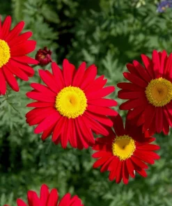 100 Robinsons Painted Daisy Chrysanthemum Seeds - Mixed Colors - Image 9
