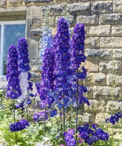 100 Rocket Larkspur Delphinium Consolida Giant Imperial Mixed Color Flower Seeds - Image 10