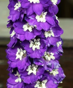 100 Rocket Larkspur Delphinium Consolida Giant Imperial Mixed Color Flower Seeds - Image 11