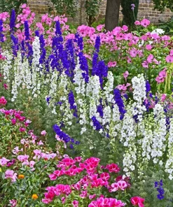 100 Rocket Larkspur Delphinium Consolida Giant Imperial Mixed Color Flower Seeds - Image 12