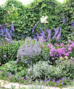 100 Rocket Larkspur Delphinium Consolida Giant Imperial Mixed Color Flower Seeds - Image 13
