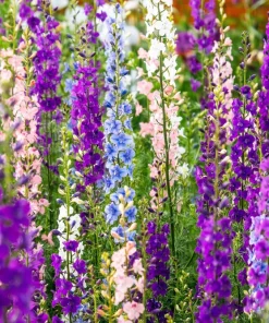 100 Rocket Larkspur Delphinium Consolida Giant Imperial Mixed Color Flower Seeds - Image 2