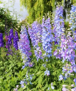100 Rocket Larkspur Delphinium Consolida Giant Imperial Mixed Color Flower Seeds - Image 3