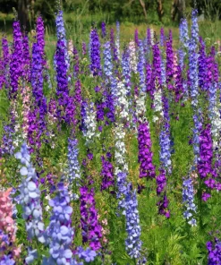 100 Rocket Larkspur Delphinium Consolida Giant Imperial Mixed Color Flower Seeds - Image 4