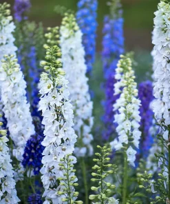 100 Rocket Larkspur Delphinium Consolida Giant Imperial Mixed Color Flower Seeds - Image 5