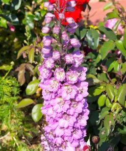 100 Rocket Larkspur Delphinium Consolida Giant Imperial Mixed Color Flower Seeds - Image 6