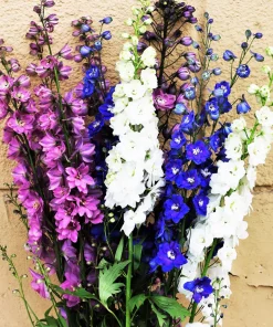 100 Rocket Larkspur Delphinium Consolida Giant Imperial Mixed Color Flower Seeds - Image 7