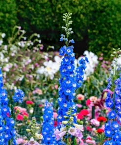 100 Rocket Larkspur Delphinium Consolida Giant Imperial Mixed Color Flower Seeds - Image 8