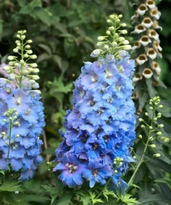 100 Rocket Larkspur Delphinium Consolida Giant Imperial Mixed Color Flower Seeds - Image 9