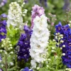 100 Rocket Larkspur Delphinium Consolida Giant Imperial Mixed Color Flower Seeds - Image 1