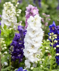 100 Rocket Larkspur Delphinium Consolida Giant Imperial Mixed Color Flower Seeds - Image 1