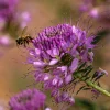 100 Rocky Mountain Bee Plant Seeds - Cleome Serrulata Flower Seeds - Image 1
