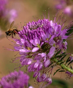 100 Rocky Mountain Bee Plant Seeds - Cleome Serrulata Flower Seeds - Image 1