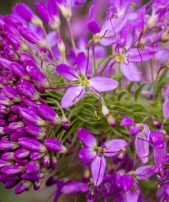 100 Rocky Mountain Bee Plant Seeds - Cleome Serrulata Flower Seeds - Image 2