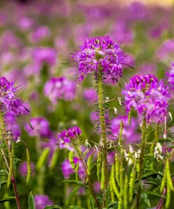 100 Rocky Mountain Bee Plant Seeds - Cleome Serrulata Flower Seeds - Image 3