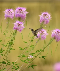 100 Rocky Mountain Bee Plant Seeds - Cleome Serrulata Flower Seeds - Image 4