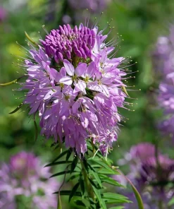 100 Rocky Mountain Bee Plant Seeds - Cleome Serrulata Flower Seeds - Image 5