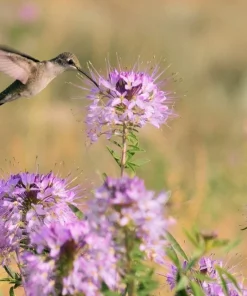 100 Rocky Mountain Bee Plant Seeds - Cleome Serrulata Flower Seeds - Image 6
