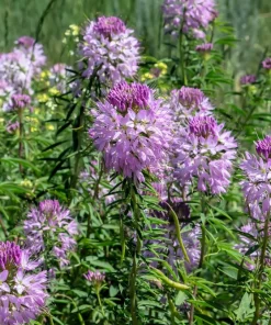 100 Rocky Mountain Bee Plant Seeds - Cleome Serrulata Flower Seeds - Image 7