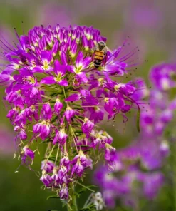 100 Rocky Mountain Bee Plant Seeds - Cleome Serrulata Flower Seeds - Image 8