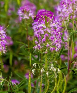 100 Rocky Mountain Bee Plant Seeds - Cleome Serrulata Flower Seeds - Image 9