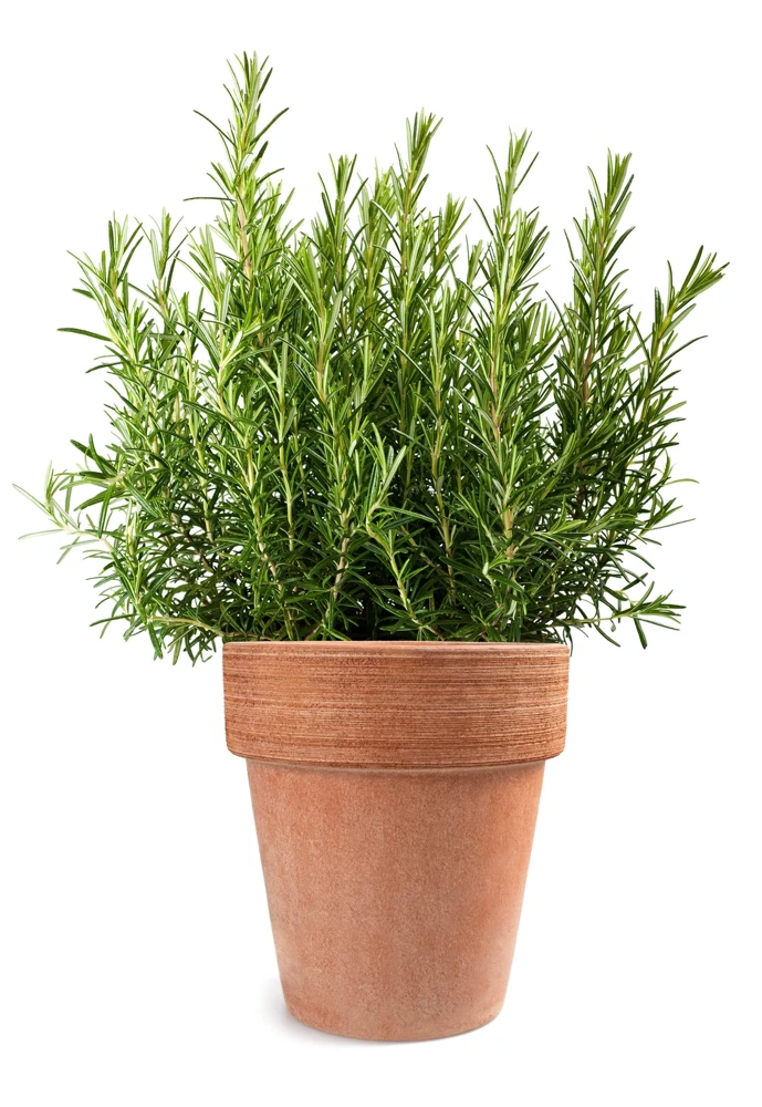 100 Rosemary Rosmarinus Officinalis Herb Flower Seeds for Planting - Image 10