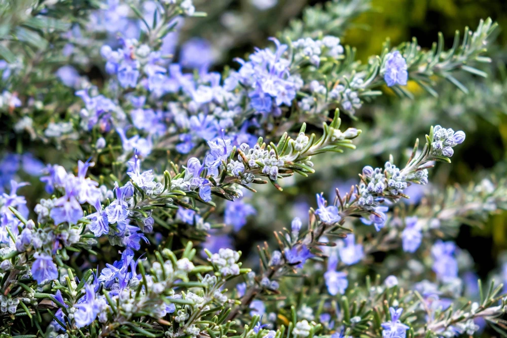 100 Rosemary Rosmarinus Officinalis Herb Flower Seeds for Planting - Image 2