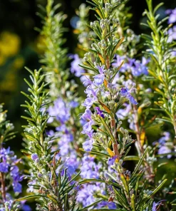 100 Rosemary Rosmarinus Officinalis Herb Flower Seeds for Planting - Image 3