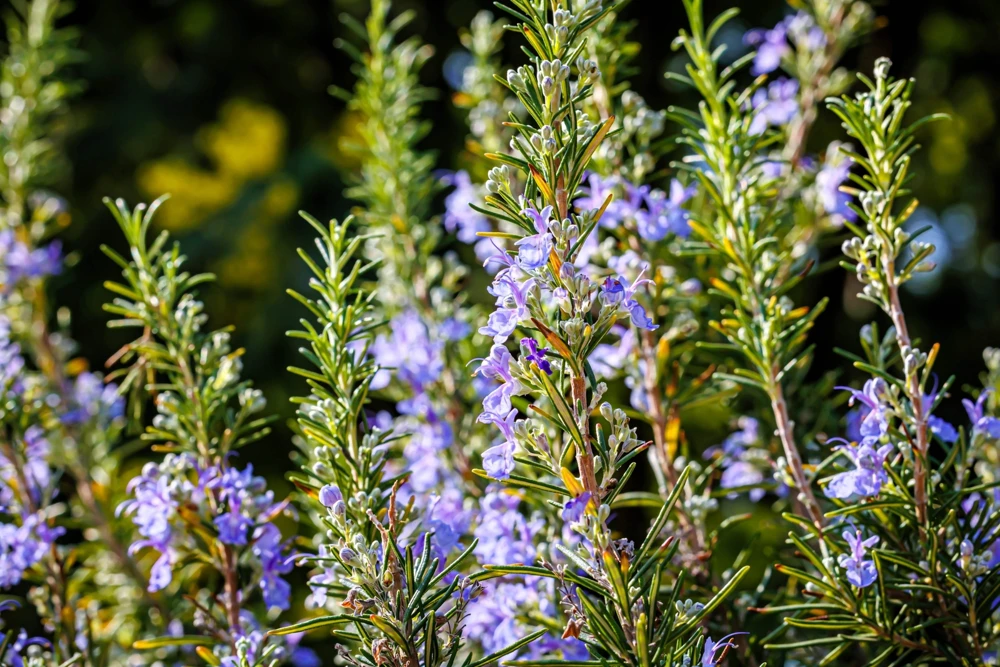 100 Rosemary Rosmarinus Officinalis Herb Flower Seeds for Planting - Image 3