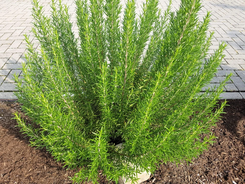 100 Rosemary Rosmarinus Officinalis Herb Flower Seeds for Planting - Image 4