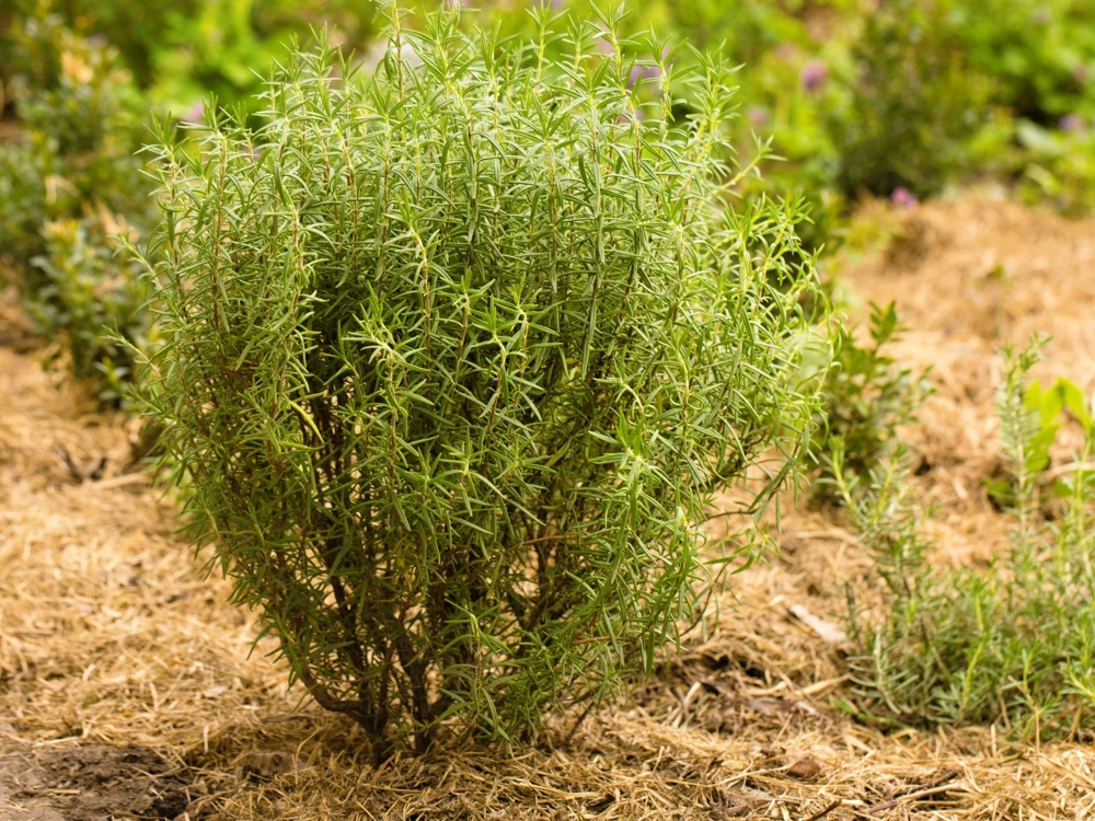 100 Rosemary Rosmarinus Officinalis Herb Flower Seeds for Planting - Image 5