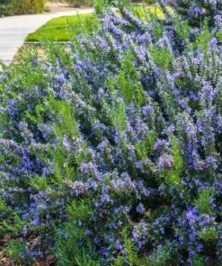 100 Rosemary Rosmarinus Officinalis Herb Flower Seeds for Planting - Image 6