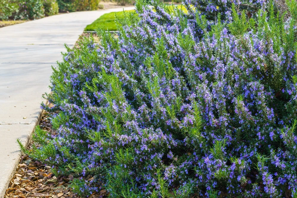 100 Rosemary Rosmarinus Officinalis Herb Flower Seeds for Planting - Image 6