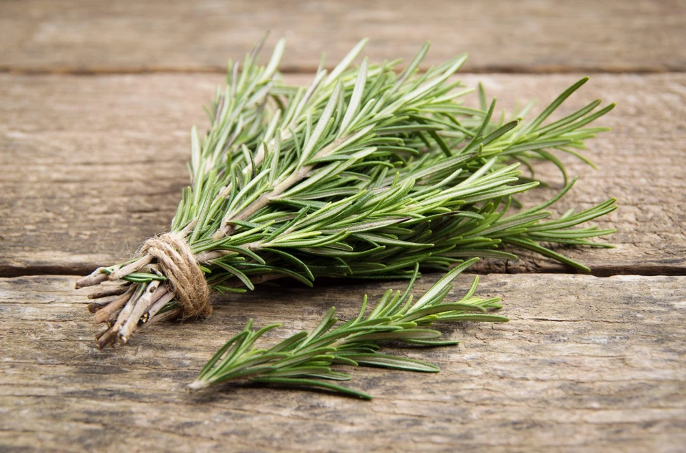 100 Rosemary Rosmarinus Officinalis Herb Flower Seeds for Planting - Image 7