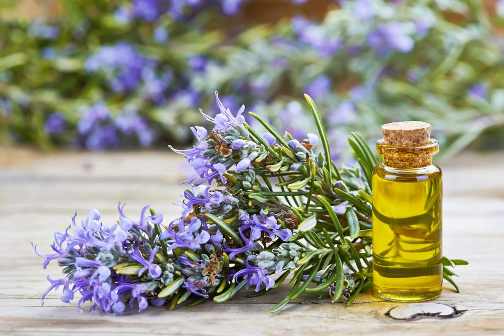 100 Rosemary Rosmarinus Officinalis Herb Flower Seeds for Planting - Image 8
