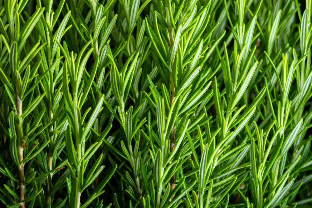 100 Rosemary Rosmarinus Officinalis Herb Flower Seeds for Planting - Image 1